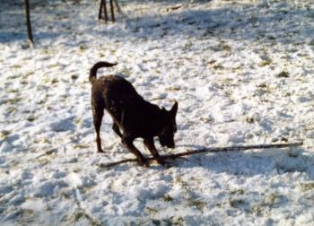 Jasper in the snow